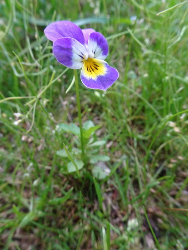 Bratki ogrodowe — Bild 3