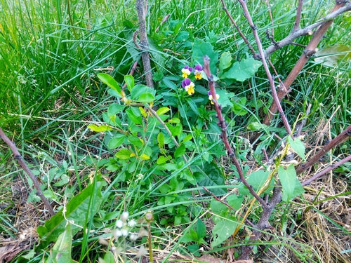Bratki ogrodowe — Bild 5