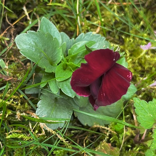 Bratki ogrodowe — Bild 5