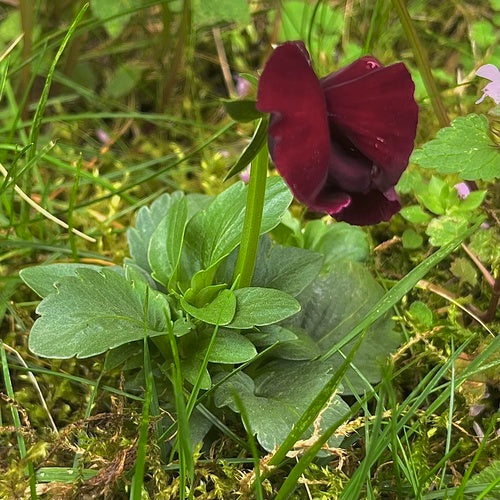 Bratki ogrodowe — Bild 4