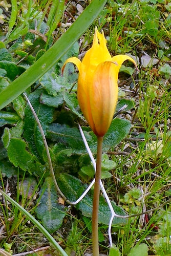 Tulipan ogrodowy — Bild 4