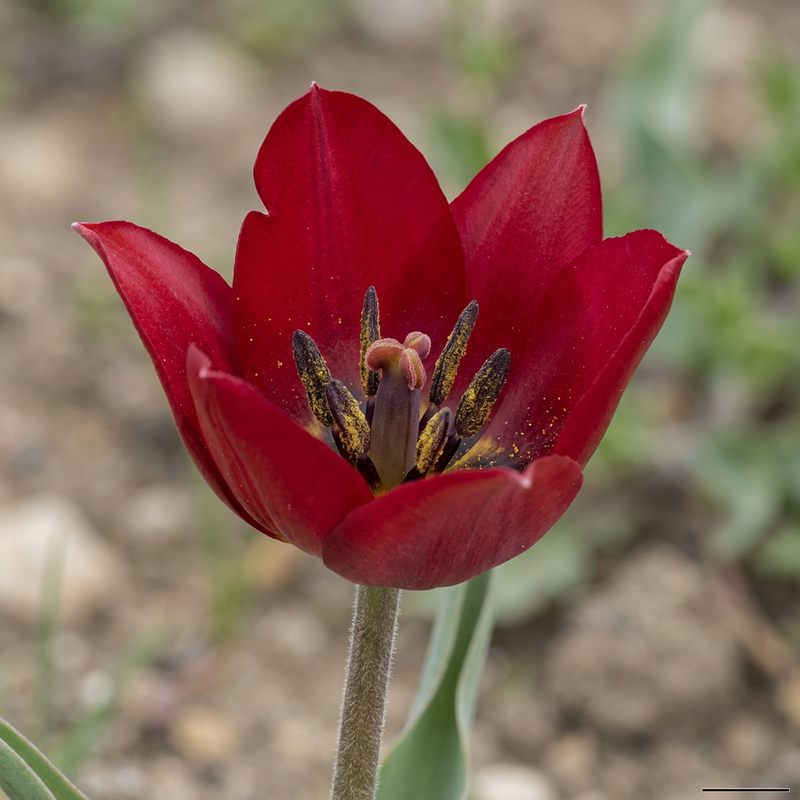 Tulipan ogrodowy