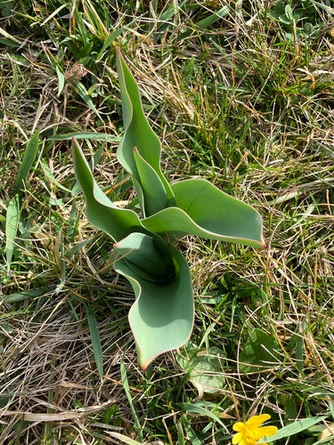 Tulipan ogrodowy — Bild 5
