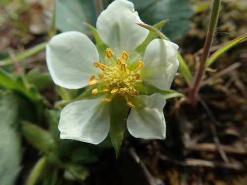 Ogrodowa truskawka — Bild 5