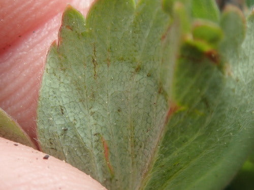 Ogrodowa truskawka — Bild 3