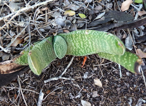 Gasteria — zdjęcie 5 z 7