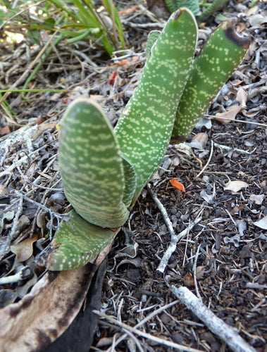 Gasteria — zdjęcie 4 z 7