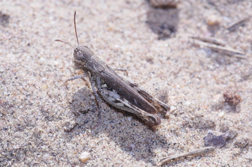 Łaciasty krykiet klubowy — Bild 3