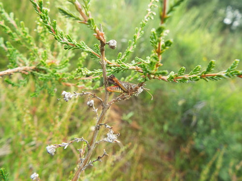 Łaciasty krykiet klubowy — Bild 2