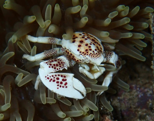 Cętkowany krab porcelanowy — zdjęcie 5 z 8
