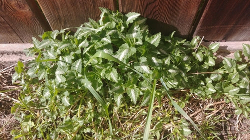 Pokrzywa cętkowana — Bild 4