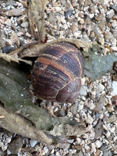 Łaciasty rzymski ślimak — Bild 4