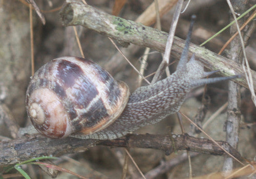 Łaciasty rzymski ślimak — Bild 5