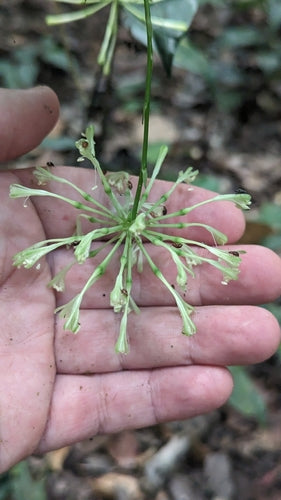 Cętkowane smocze drzewo — Bild 4