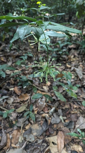 Cętkowane smocze drzewo — Bild 3