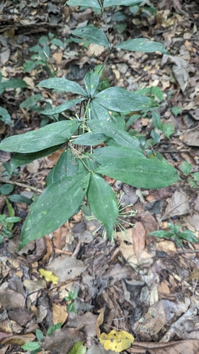 Cętkowane smocze drzewo — Bild 2