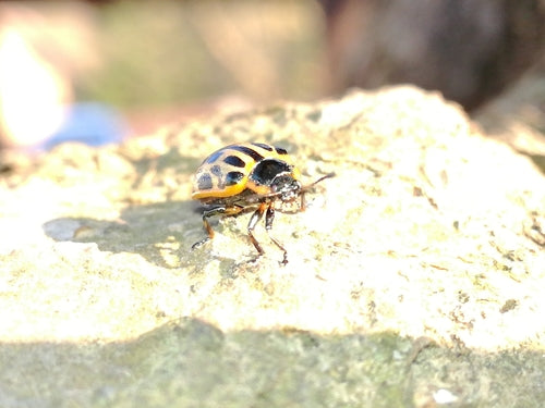 Chrząszcz wierzbowy plamisty — Bild 4