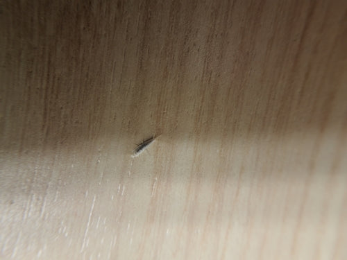 Ryba duch — Bild 4