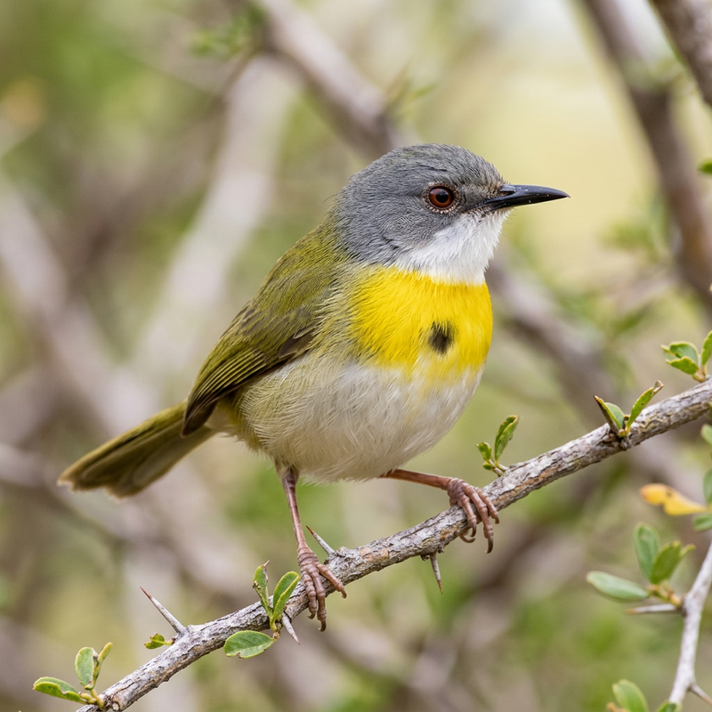 Gelbbrustapalis (Apalis flavida), ilustracja AI