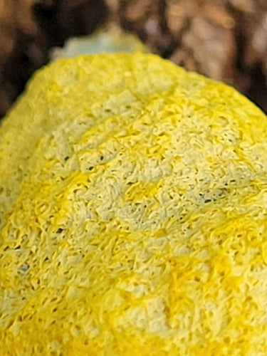 Kwiat żółtej opalenizny — Bild 4