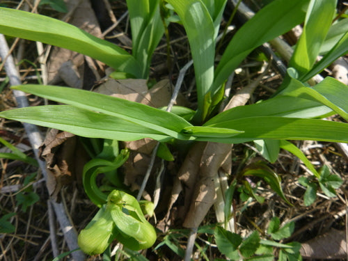Liliowiec żółty — Bild 3