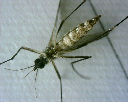 Komar żółtej febry — zdjęcie 3 z 50