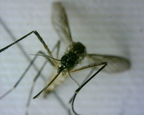 Komar żółtej febry — zdjęcie 2 z 50