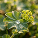 Blüte von Gelbgrüner Frauenmantel (Alchemilla xanthochlora) in Nahaufnahme (KI-generiert)