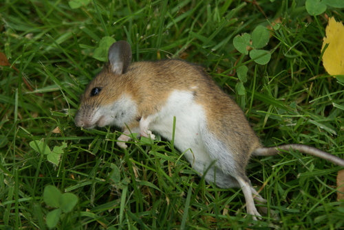 Mysz z żółtą szyją — Bild 3