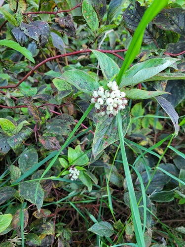 Dereń Yellowwood — Bild 4