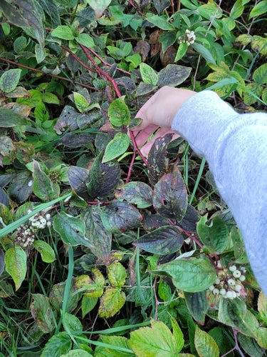 Dereń Yellowwood — Bild 3