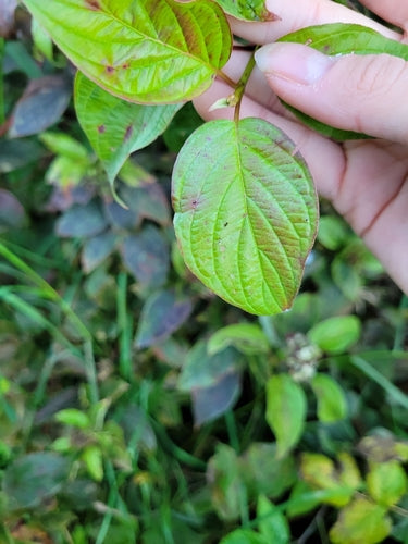 Dereń Yellowwood — Bild 2