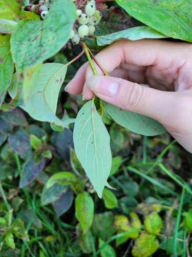 Dereń Yellowwood — Bild 1