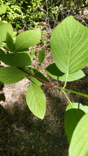 Dereń Yellowwood — Bild 5