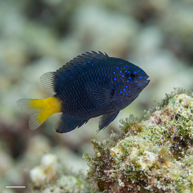 Damselfish Yellowtail