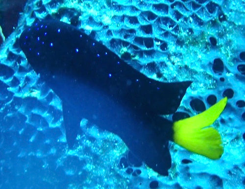 Damselfish Yellowtail — Bild 5