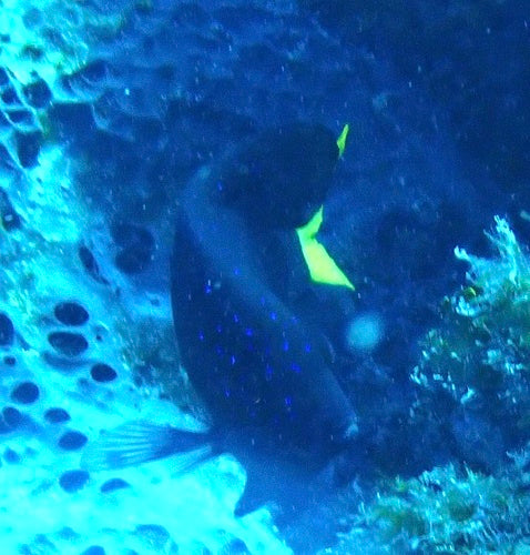 Damselfish Yellowtail — Bild 4