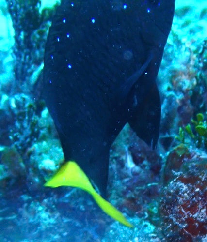 Damselfish Yellowtail — Bild 3