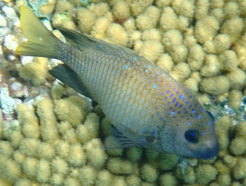 Damselfish Yellowtail — Bild 2
