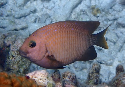 Damselfish Yellowtail — Bild 1