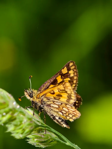 Motyl grubogłowy z żółtą kostką — zdjęcie 5 z 9