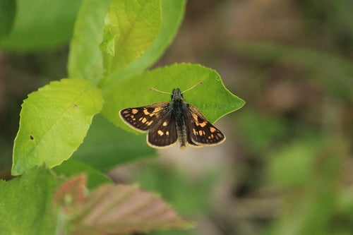 Motyl grubogłowy z żółtą kostką — zdjęcie 4 z 9