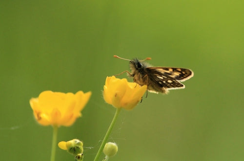 Motyl grubogłowy z żółtą kostką — zdjęcie 3 z 9