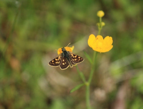 Motyl grubogłowy z żółtą kostką — zdjęcie 2 z 9