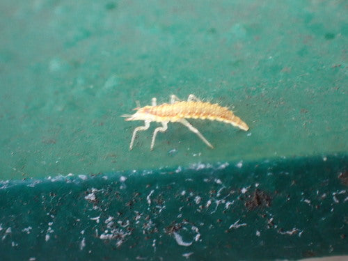 Koronka zwyczajna — Bild 3