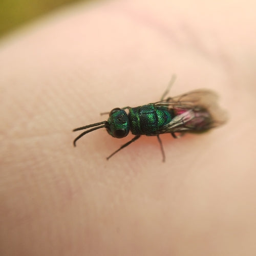 Pospolita złota osa — Bild 5