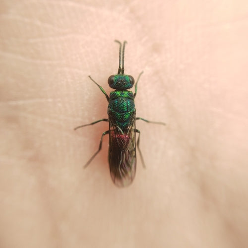 Pospolita złota osa — Bild 3