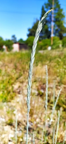 Perz zwyczajny — Bild 4