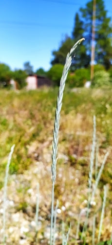 Perz zwyczajny — Bild 3