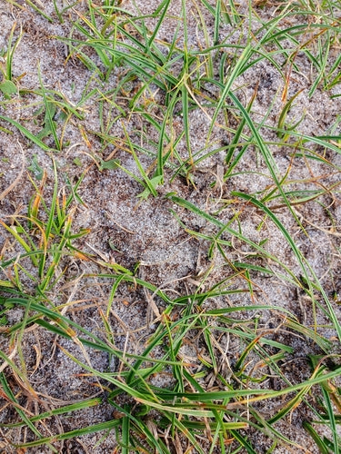 Pospolita mrówka trawnikowa — Bild 3